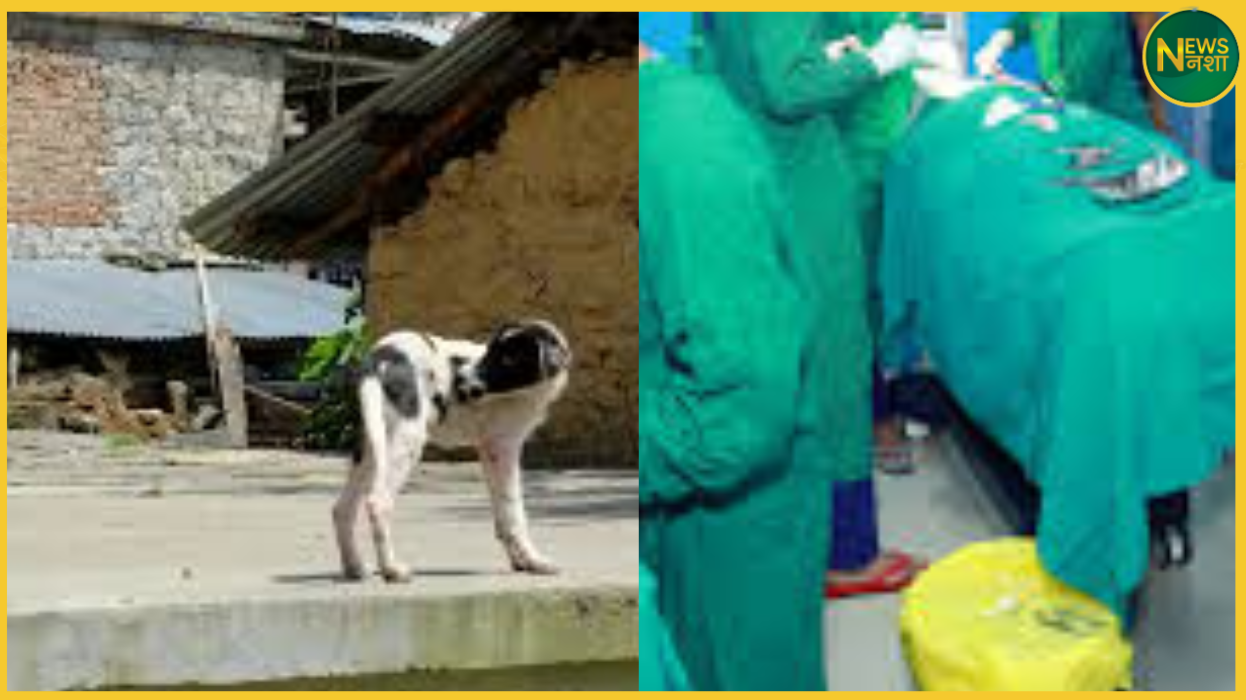 dhanbad-railway-hospital-dog-falls-during-surgery-doctor-injured