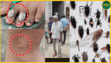 uttarpradesh/aligarh-r mysterious-insect-attack