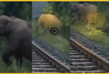 jharkhand-train-waits-for-elephant-birth-ramgarh