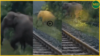 jharkhand-train-waits-for-elephant-birth-ramgarh