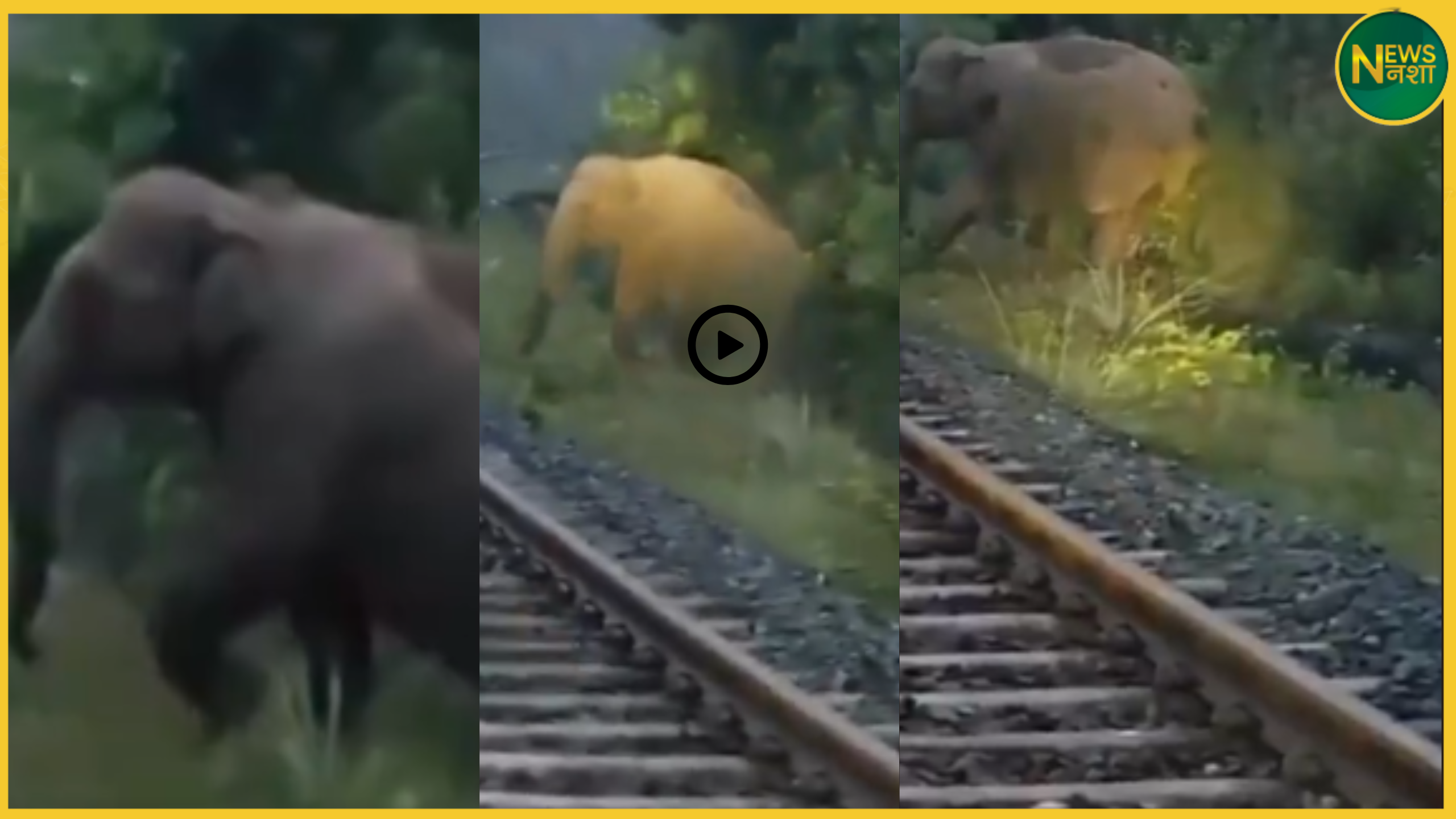 jharkhand-train-waits-for-elephant-birth-ramgarh