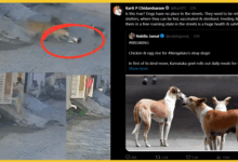 bengaluru-street-dogs-chicken-rice-yojana-controversy