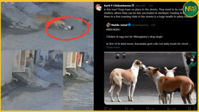 bengaluru-street-dogs-chicken-rice-yojana-controversy