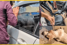 mathura-dog-dies-in-car-due-to-suffocation