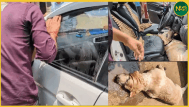 mathura-dog-dies-in-car-due-to-suffocation