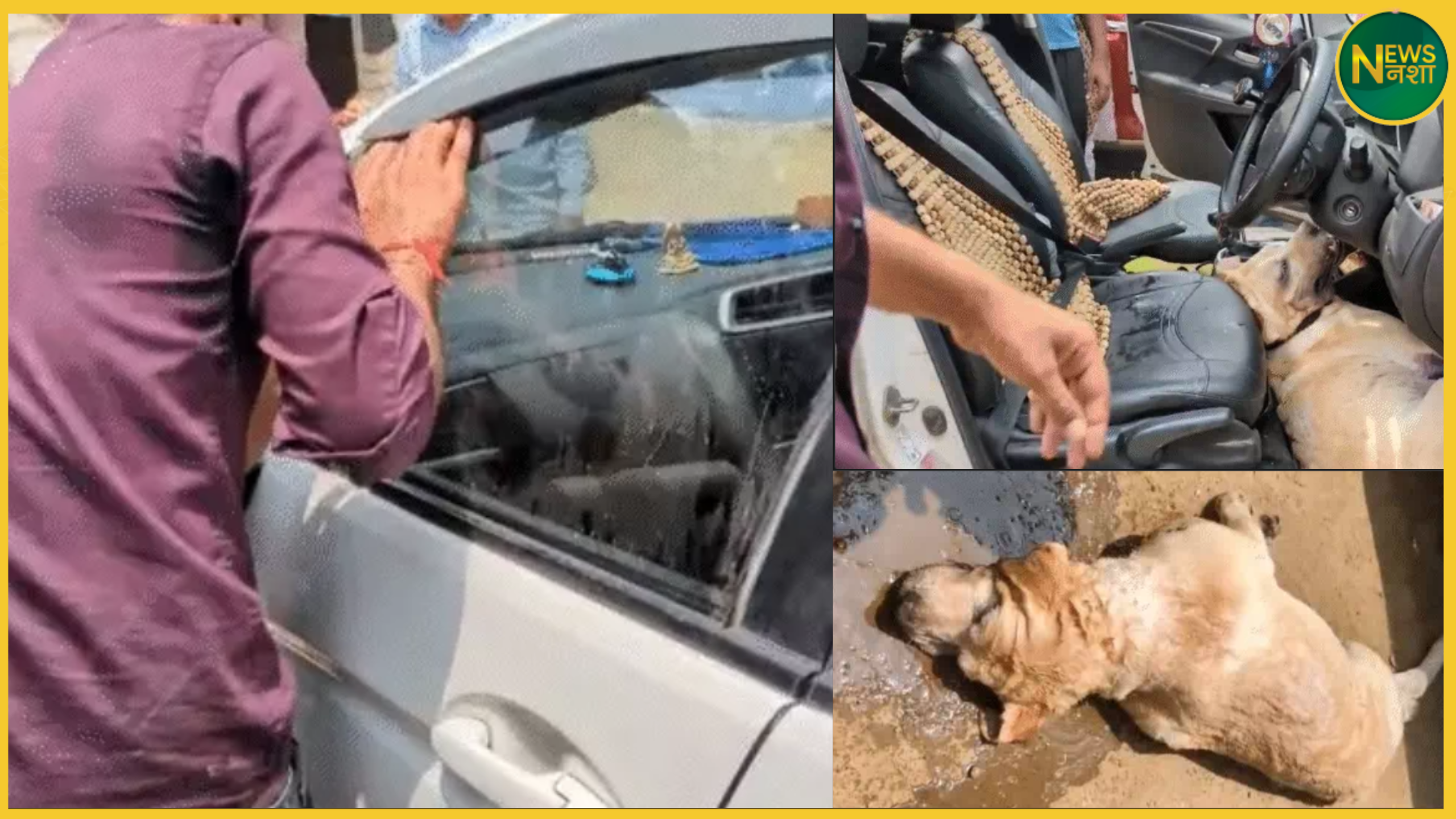 mathura-dog-dies-in-car-due-to-suffocation