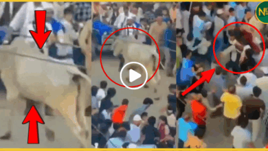 sambhal-chehallum-bull-attack-stampede-12-injured