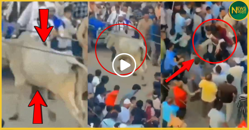 sambhal-chehallum-bull-attack-stampede-12-injured