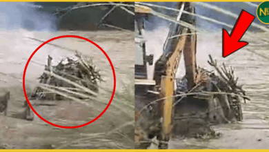 himachal-rain-flood-bilasur-chita-submerged-news