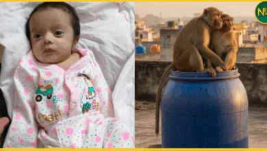 sitapur-monkey-attack-two-month-baby-death-in-water-drum