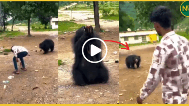 viral-video-youth-feeds-cold-drink-to-wild-bear-chhattisgarh