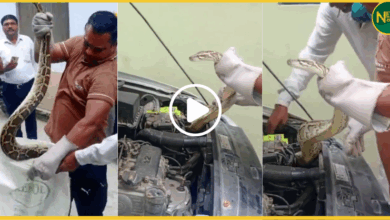 uttar-pradesh-bijnor-python-car-bonnet-viral-video