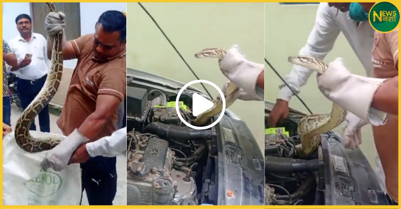 uttar-pradesh-bijnor-python-car-bonnet-viral-video
