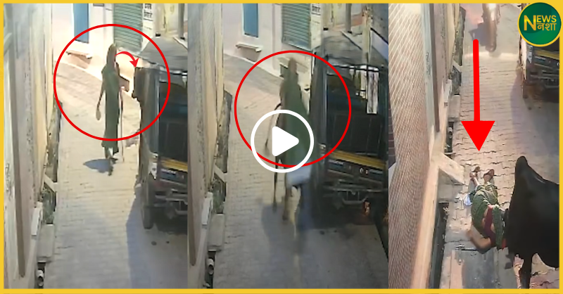 up-jhansi-woman-injured-by-stray-bull-viral-video