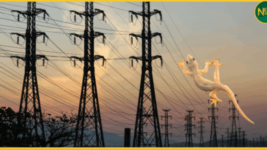 haldwani-power-cut-lizard-blast-17000-homes-darkness