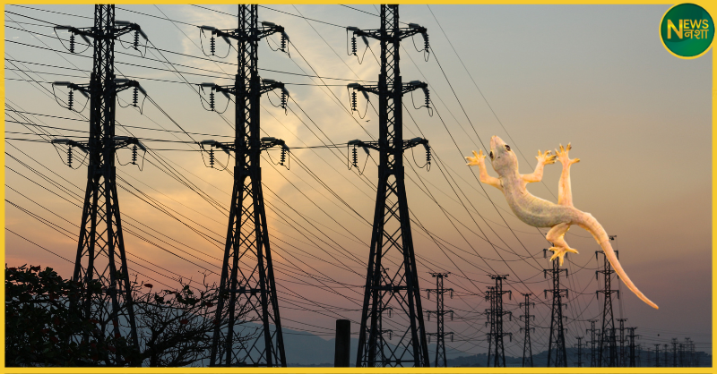 haldwani-power-cut-lizard-blast-17000-homes-darkness